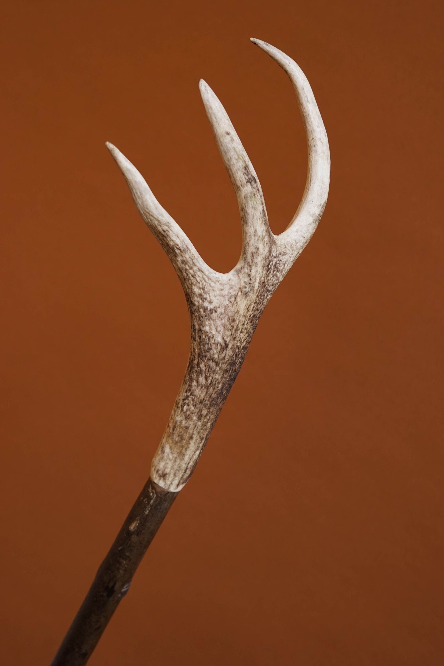 McLean of Braemar Tall Walking Stick